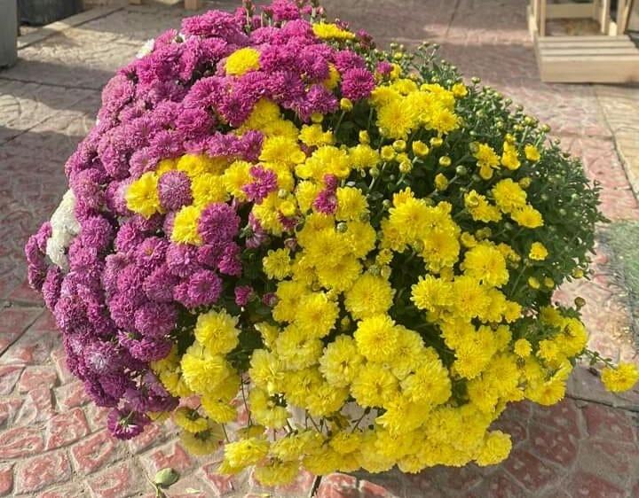 ���� ���� ������ �� ���� ������